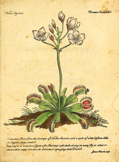 Illustration of the Venus Flytrap