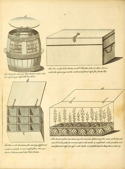 Illustration of Cases for Vegetable Transport