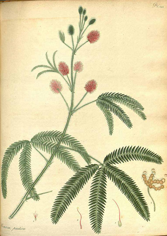 makahiya plant drawing