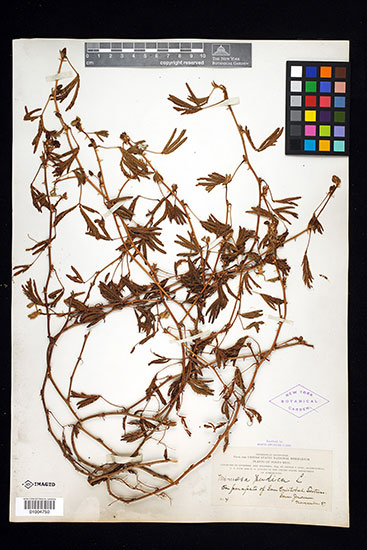 Mimosa pudica herbarium specimen