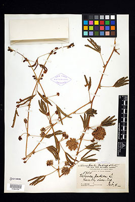 Canna indica herbarium specimen