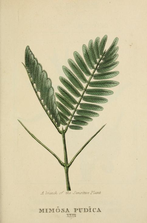 makahiya plant drawing