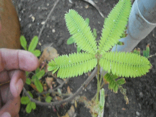 Mimosa pudica gif Creative Commons Attribution