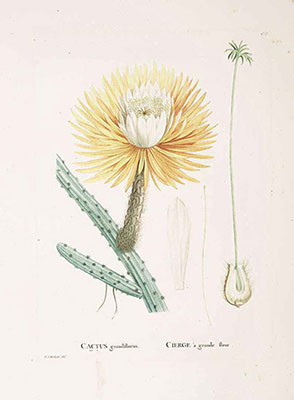 Illustration of Catus in Candolle
