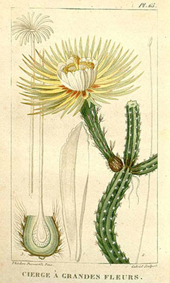 Illustration of Cactus in Descourtilz