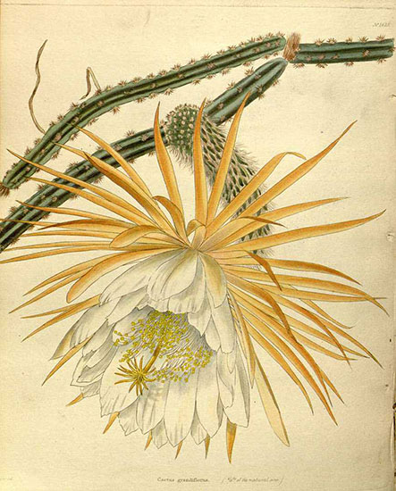  Illustration of Cactus in Botanical Cabinet