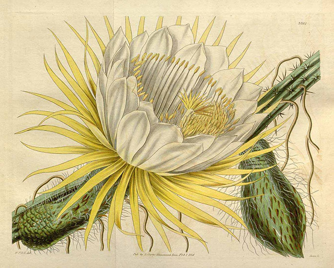 Cactus illustration in Curtis' Botanical Magazine