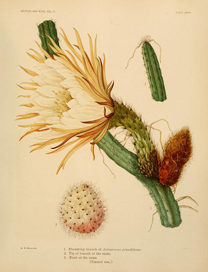 Illustration of Selenicereus grandiflorua