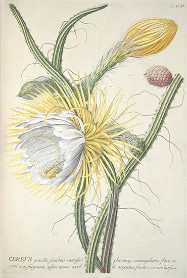Illustration of Cactus grandiflorus by Ehret