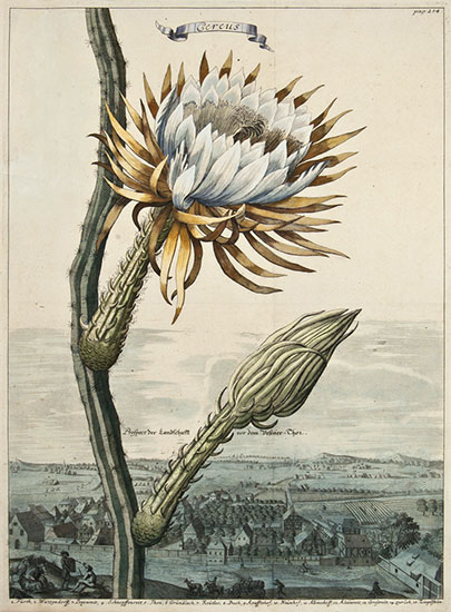 Illustration of Selenicereus grandiflorus by Volckamer